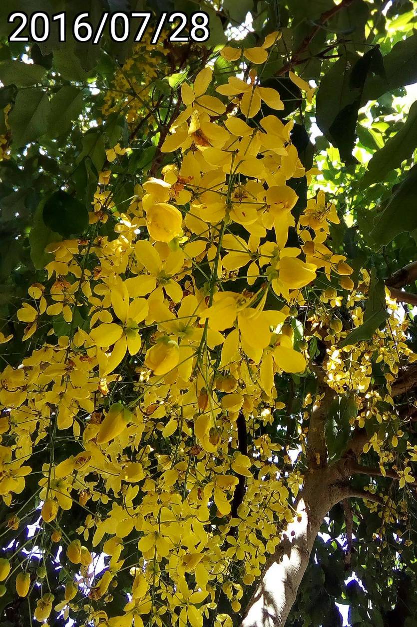 阿勃勒、Cassia fistula, golden shower tree